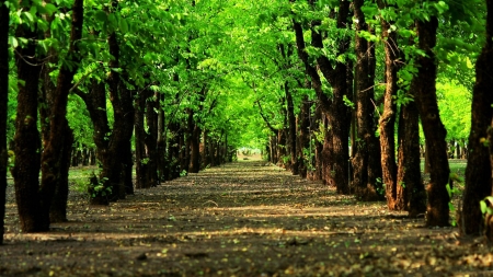 trees - nature, fun, trees, forest, cool