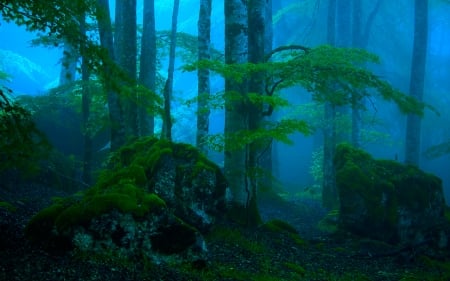 Forest - fog, nature, forest, trees