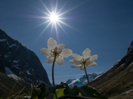 Sunny day - Norway, flower, summer, sun