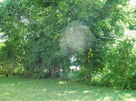 Spirits of the Green - greenery, trees, nature, spirits