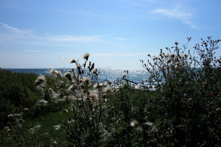 Wild flowers - nature, skies, fading, summer