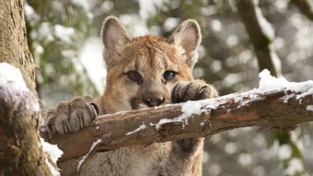 Mountain lion - branch, animal, winter, puma, lion, mountain