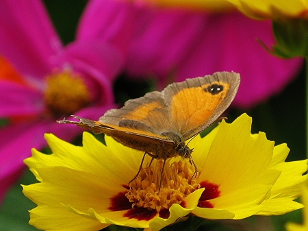 Butterfly and Flowers - flowers, yellow, butterfly, macro