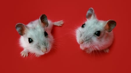 Mice - white, rodent, red, animal, mouse, cute, little