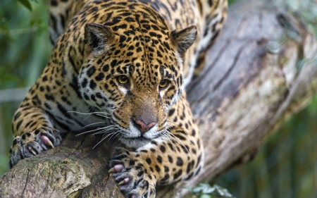 Jaguar - animal, jaguar, spot, tree, wood