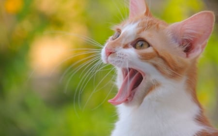 Cat - white, tongue, yellow, cat, pink, green, funny, cute