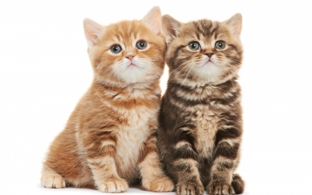 Kittens - animal, cute, kitten, cat, couple