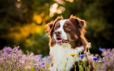 Australian Shepherd - summer, flower, animal, field, australian, shepherd, dog