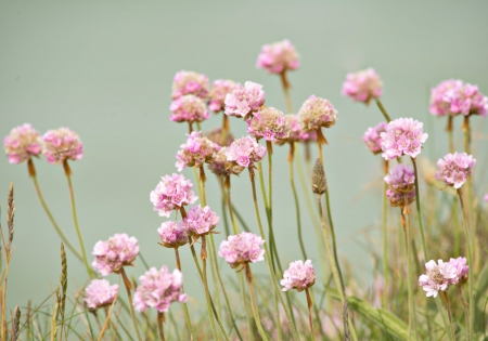 Summer thrift - soft, summer thrift, pink, green, flower, john malley