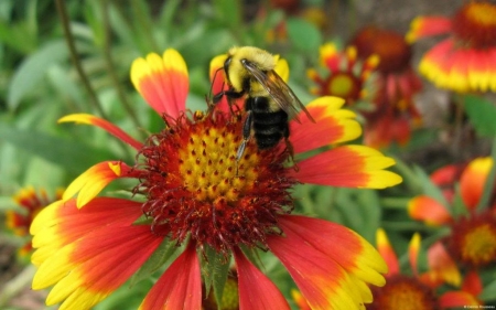 Bublebee - summer, flower, wallpaper, animals, bublebee, bee, abstract, garden, insects, photography, macro, nature, close-up