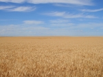 Barley field