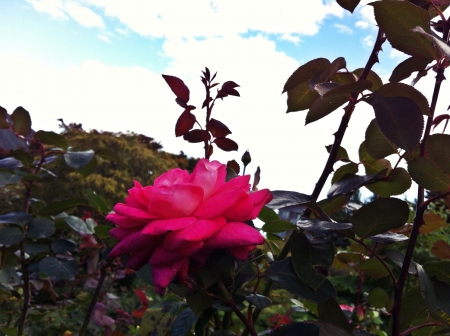 Red Rose - buds, petals, plant, blossom, garden