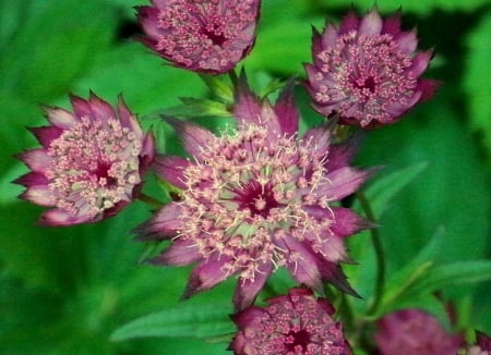 Great Masterwort - garden, petals, plant, blossom, leaves