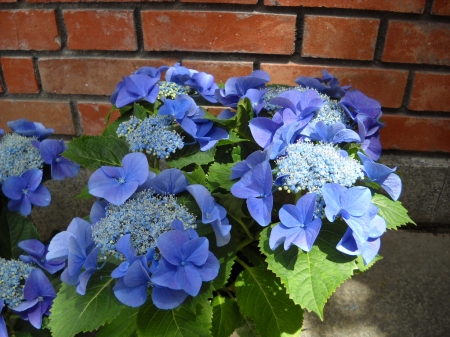 Hydrangea - blossoms, petals, blue, wall, leaves, garden