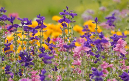 Beautiful flowers - garden, purple, pink, flowers, nature