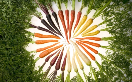 Rainbow carrots - root, purple, vegetable, yellow, red, food, carrat