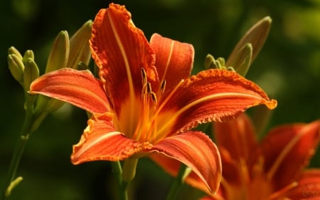 Day lily - garden, orange, flower, lily