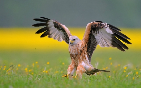 Early Bird - animal, wings, grass, bird