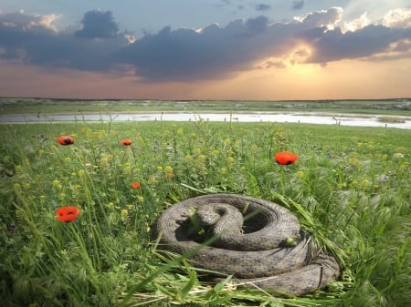 Snake - flowers, grass, animal, snake