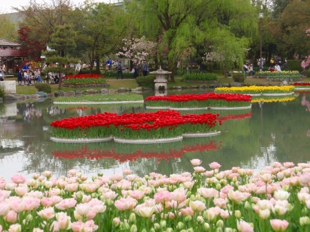 Japanese Flower Park - white, blossoms, red, tulips, colors