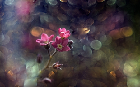 Pink Beauty - bokeh, flowers, pink, nature