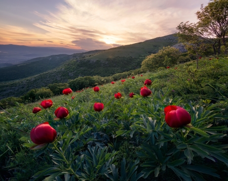 Peonies - flowers, nature, mountain, peonies