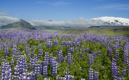 Flower Field - flowers, field, nature, mountain