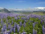 Flower Field