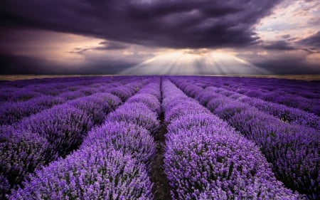 Flower Field - nature, purple, field, flowers