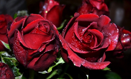 Rose - flowers, photo, red, rose