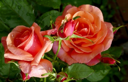 Orange Rose - flowers, photo, orange, rose