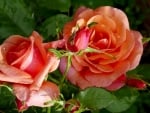 Orange Rose