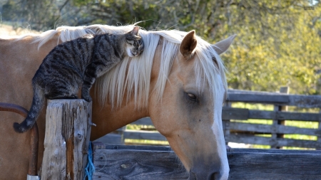 My friends - nature, love, horse, cats