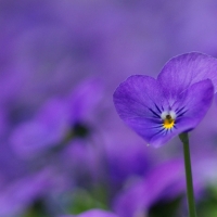 Pretty Purple Posy