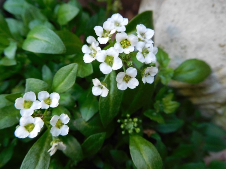 White flower Allysium - white, nature, allysium, small, garden, flower