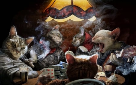 Cats playing poker - fun, cat, poker, cats, drinking, smoking