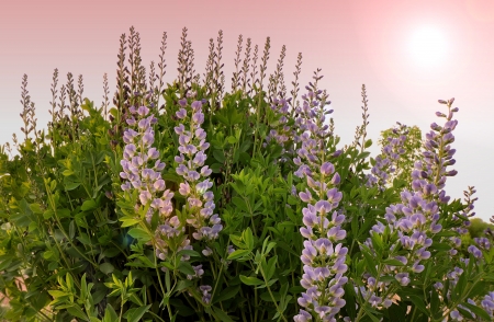 Lupines - flowers, field, summer, lupines