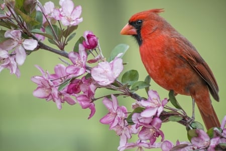 Cardinal - red, flower, pink, bird, spring, blossom, cardinal, branch, green