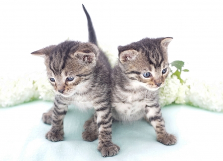 Kittens - white, animal, cute, kitten, cat, couple, green