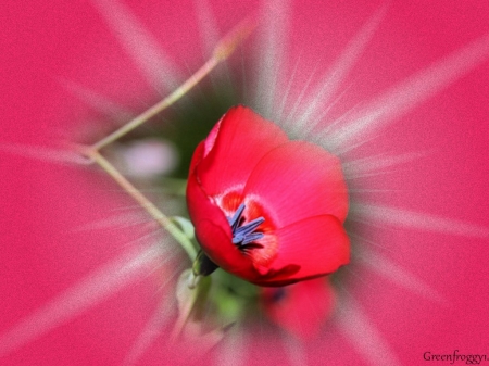 PRETTY IN PINK - creation, image, abstract, flower