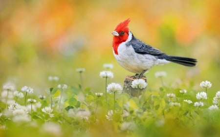 Little Spring Bird - flowers, trees, bird, branch