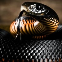 Black snake