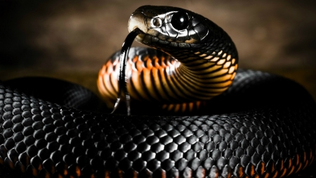 Black snake - animal, snake, black, reptile