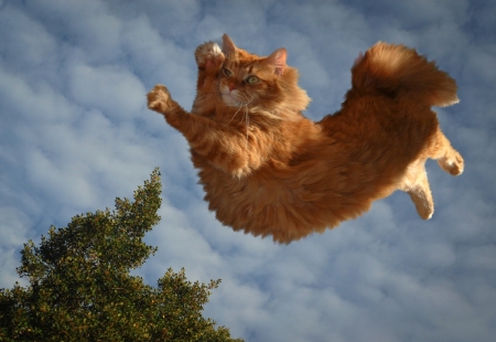 Flying cat - fun, flying, red, cat