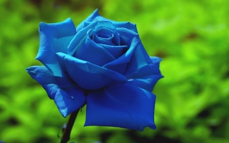 BLUE ROSE - bloom, rose, single, blue