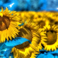 Sunflowers