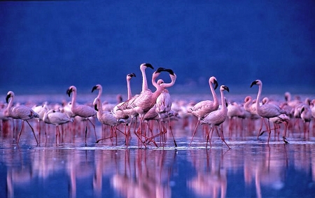 Pretty Flamingos - pretty, Animals, Flamingo, Birds