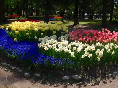 Spring Flowers - blossoms, japan, tulips, trees, daffodils, park, colors