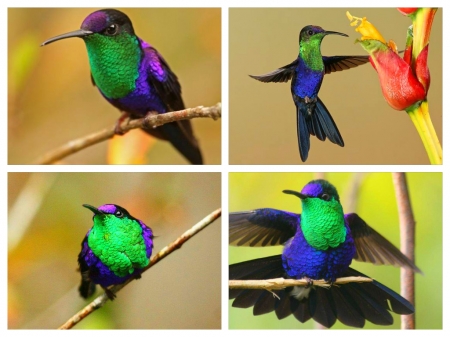 Colorful hummingbird