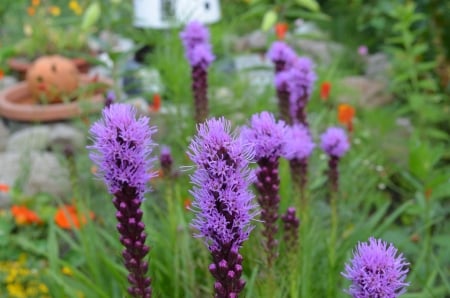 Liatris - blossoms, summer, garden, flower, purple